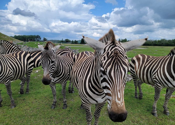 African Lion Safari photo