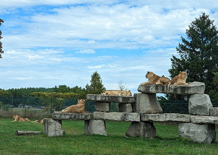 African Lion Safari photo