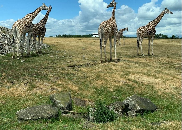 African Lion Safari photo