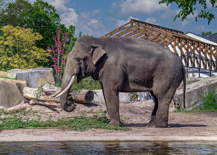 Artis Amsterdam Royal Zoo photo