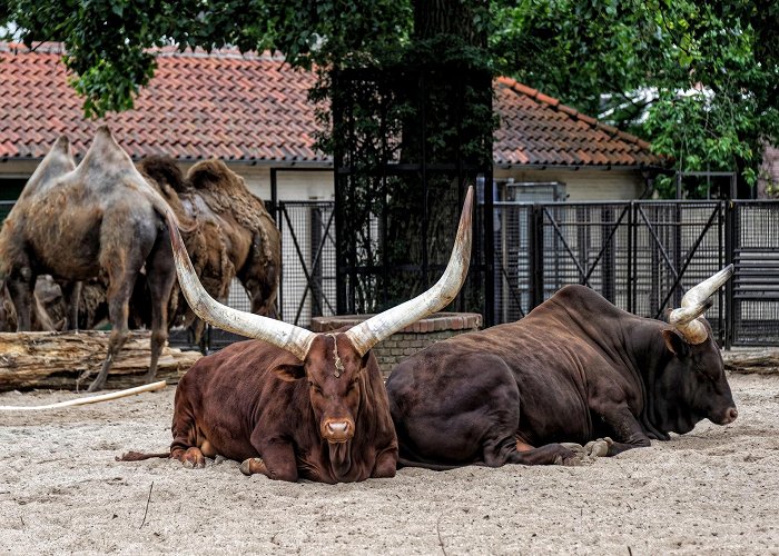 Artis Amsterdam Royal Zoo photo