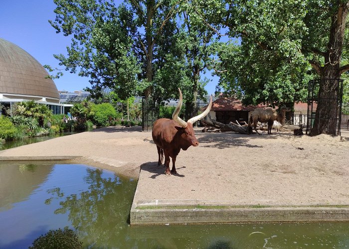 Artis Amsterdam Royal Zoo photo