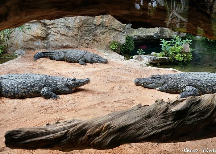 Bioparc Valencia photo