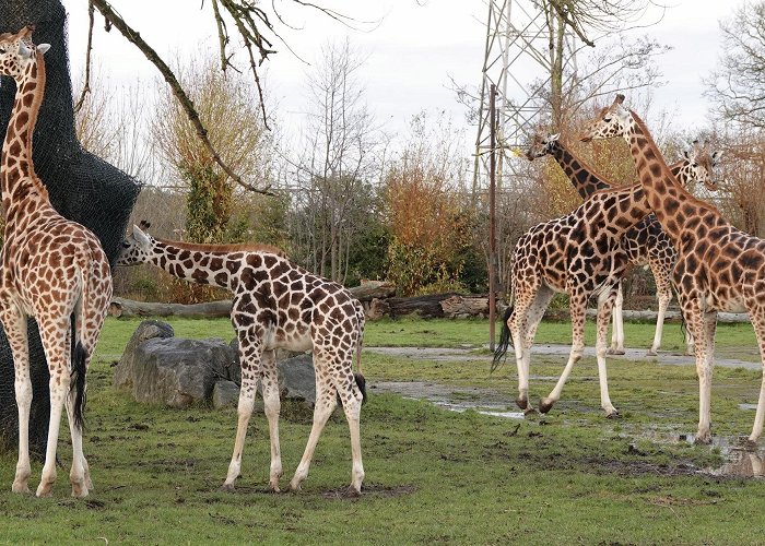 Chester Zoo photo