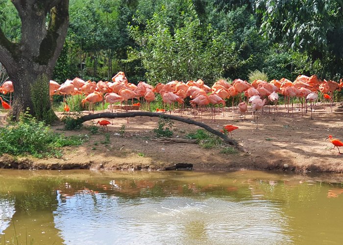 Chester Zoo photo