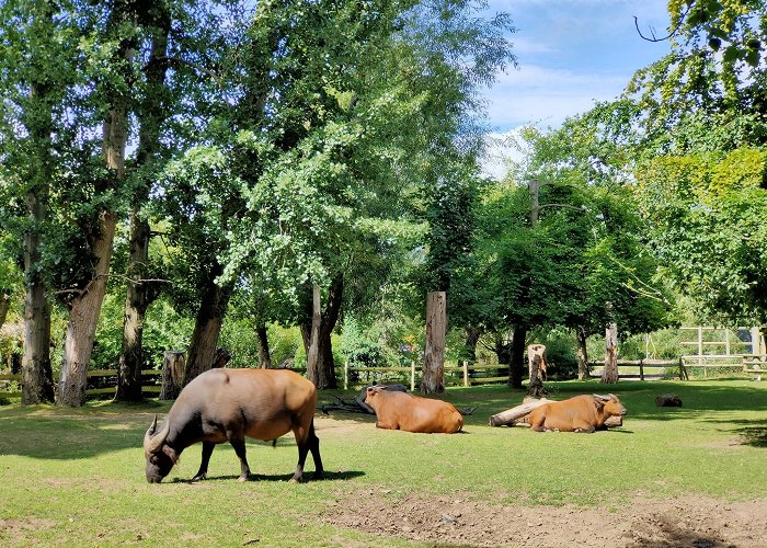 Chester Zoo photo