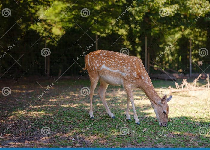 Tierpark Lange Erlen Small Zoo Lange Erlen or Erlen-Verein Basel Stock Photo - Image of ... photo