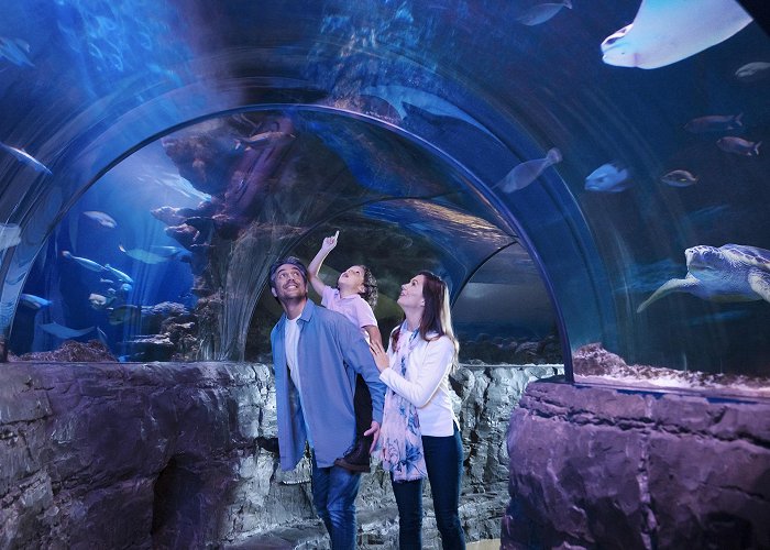 The London Aquarium Sea Life Aquarium | Attractions | Big City Saver London photo