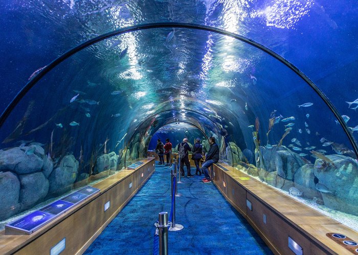 L'Oceanogràfic L' Oceanogràfic, the largest aquarium in the EU - Fluidra photo