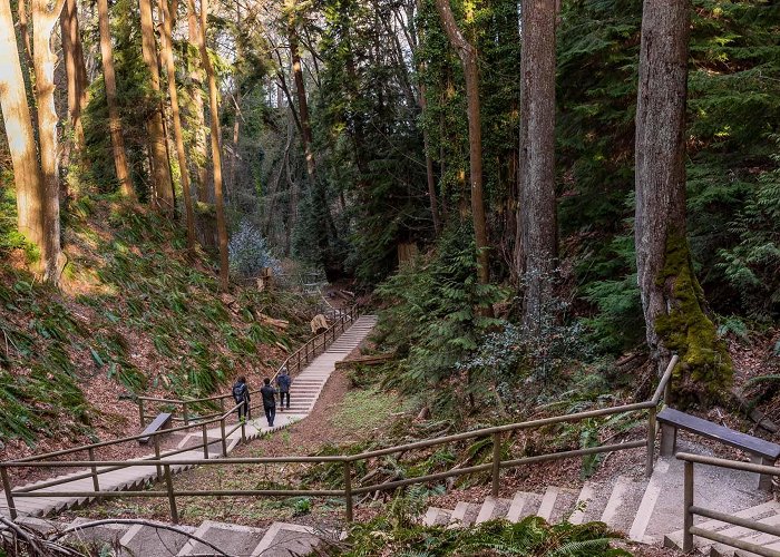 Pacific Spirit Regional Park Pacific Spirit Park | Visit UBC Vancouver campus attractions photo