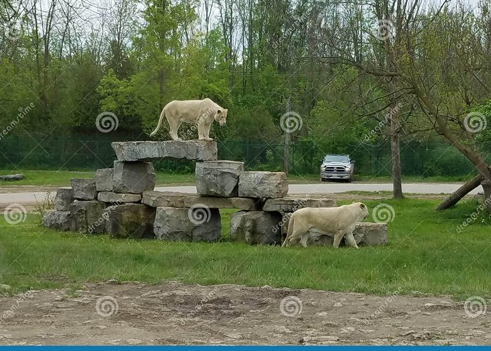 African Lion Safari Lions in African Lion Safari Editorial Stock Photo - Image of ... photo