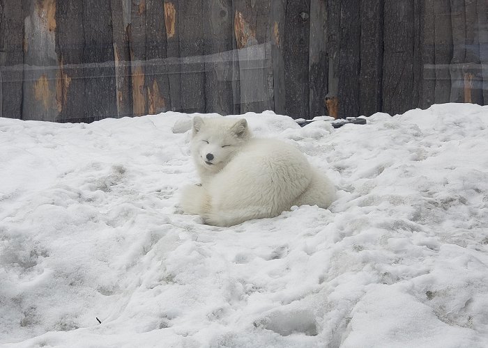 Quebec Aquarium This artic fox that smiled at me, at the Quebec City Aquarium. : r/aww photo