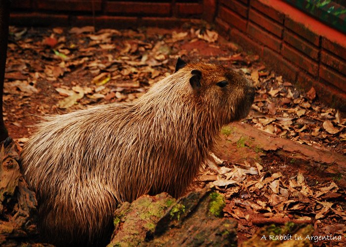 Guira Oga Zoo Guira Oga | A Rabbit in Argentina photo