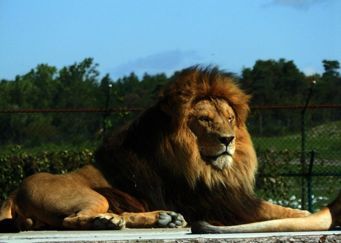 African Lion Safari A WILD Day at African Lion Safari | Lady of the Zoos photo