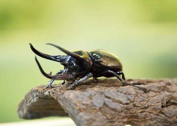 Victoria Bug Zoo Bug Zoo Tickets & Admission | Victoria Bug Zoo photo