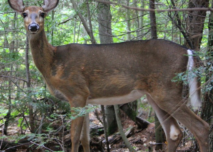 Short Hills Provincial Park Controversial Deer Hunt On Again In Niagara, Ontario's Short Hills ... photo