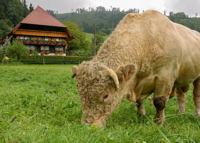 German Clock Museum Taking Time to Unwind in the Black Forest by Rick Steves photo