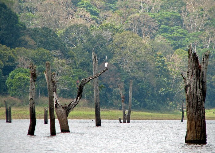 Periyar National Park Travel Information, History, Story and Images of The Periyar ... photo