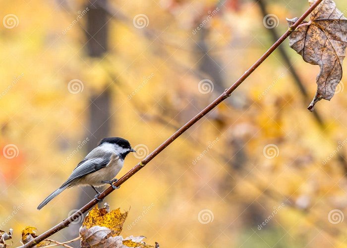 Mille Iles River Park Rosemere Stock Photos - Free & Royalty-Free Stock Photos from ... photo