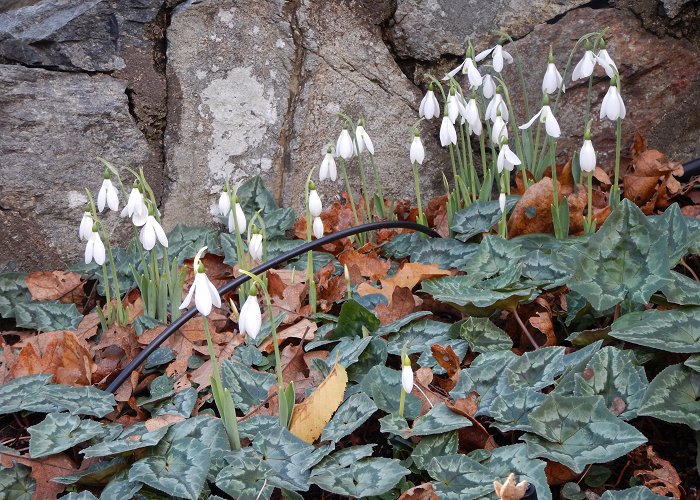 Abkhazi Garden Embarrassment of Riches | Garden Variety Life photo