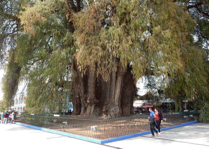 Tule Tree The Arbol de Tule is located outside the city of Oaxaca, Mexico ... photo