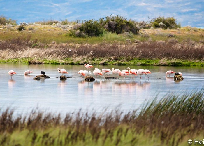 Nimez Lagoon Reserva Laguna Nimez, Argentina photo