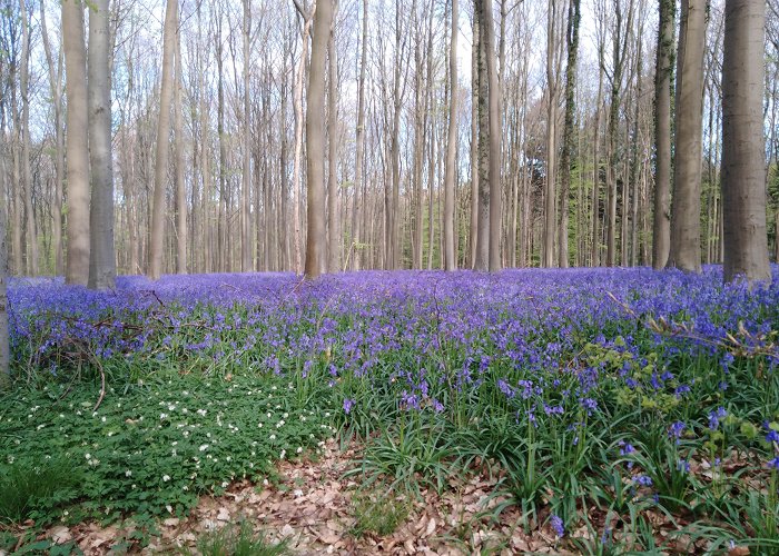 Bluebell Forest Hallerbos today, I'm in love! : r/belgium photo
