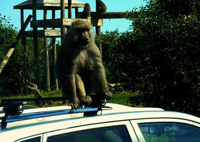 African Lion Safari A WILD Day at African Lion Safari | Lady of the Zoos photo