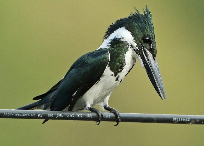 Jaboti Lake Kambþyrill - eBird photo