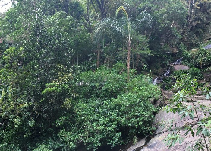 Floresta da Tijuca The Tijuca Forest: The green area of Rio de Janeiro - RipioTurismo ... photo