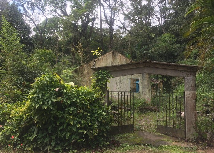 Floresta da Tijuca Residents of the Tijuca Forest National Park Left without ... photo