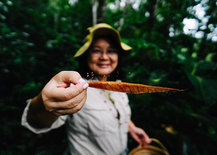 Forest Science INPA The Amazon of Fungi - SUMAÚMA photo