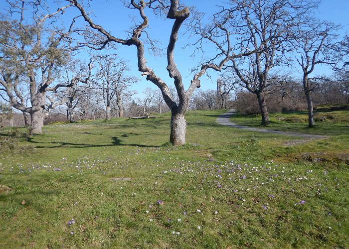 Summit Park Summit Park Crocus Meadow | Garden Variety Life photo