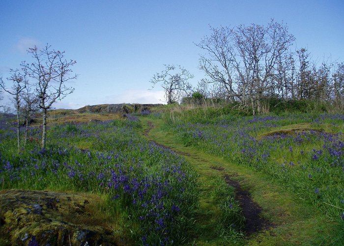 Mount Tolmie Park Mt. Tolmie's Camas in Bloom | Garden Variety Life photo