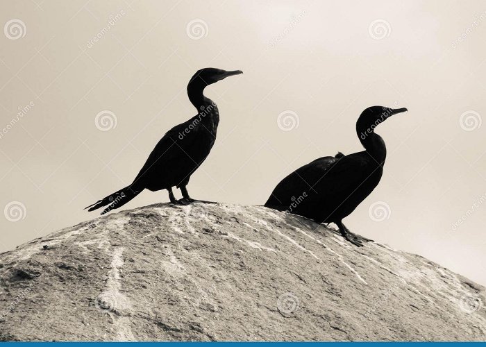 Ponta das Canas Beach Neotropic Cormorant Birds on a Rock at Ponta Das Canas Beach ... photo