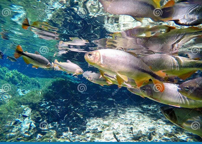 Natural Aquarium Natural Aquarium at Bonito, Brazil Stock Image - Image of ... photo