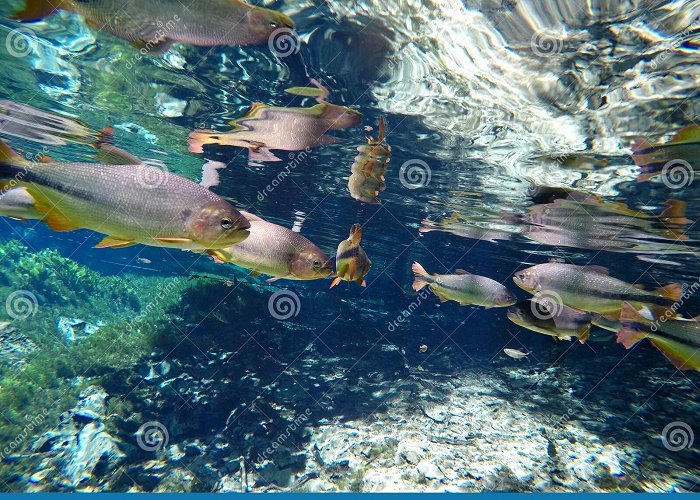 Natural Aquarium Natural Aquarium at Bonito, Brazil Stock Photo - Image of diving ... photo