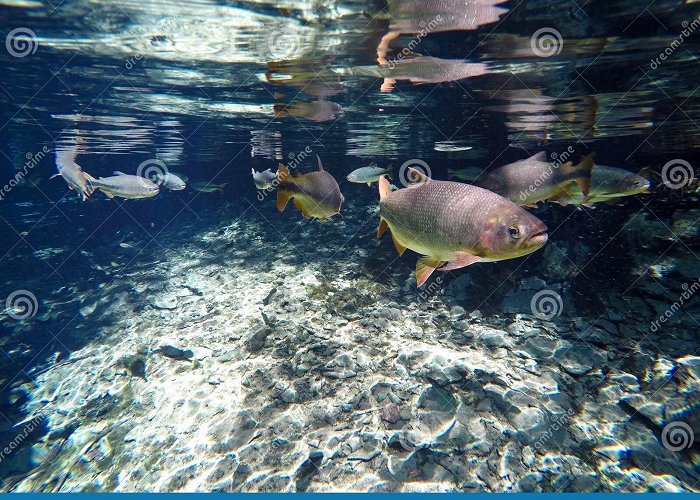 Natural Aquarium Natural Aquarium at Bonito, Brazil Stock Photo - Image of beauty ... photo