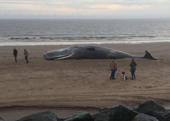 Skegness Beach Sperm whale 'explodes' on Skegness beach as coastguard investigate ... photo