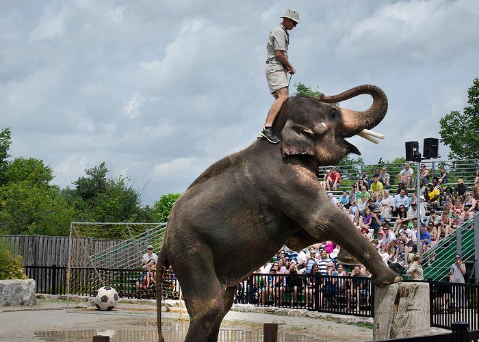 African Lion Safari Ontario zoo named worst in the continent for treatment of elephants photo