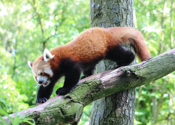 Artis Amsterdam Royal Zoo Beautiful red panda at the Royal ARTIS zoo, Amsterdam (bonus pic ... photo