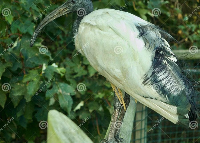 Thrigby Hall Portrait of the Ibis stock image. Image of gardens, history ... photo