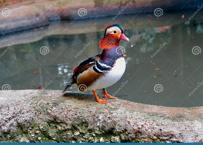 Thrigby Hall Mandarin Duck by the Waterside Stock Photo - Image of anglia ... photo