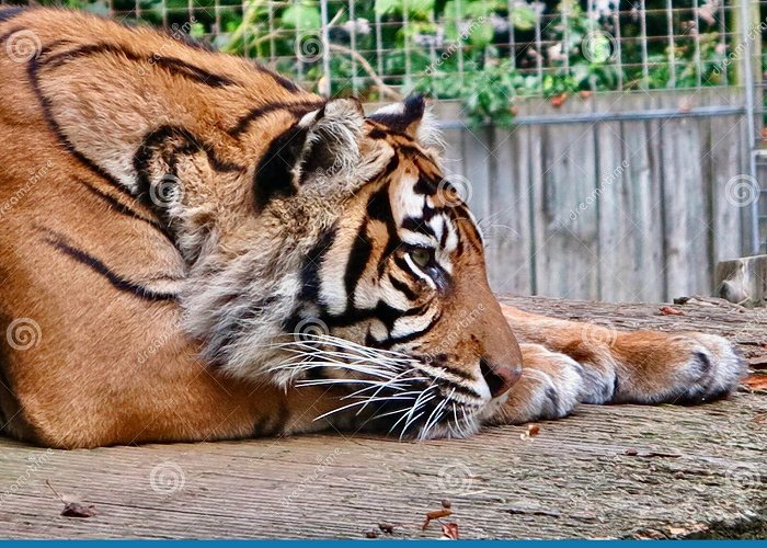 Thrigby Hall Wide awake and waiting editorial stock photo. Image of tigers ... photo