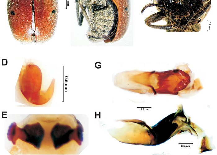 Valle de Lerma Megalostomis Chevrolat 1836 - Plazi TreatmentBank photo