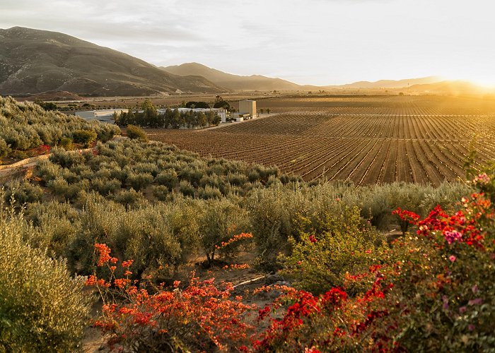 L.A. Cetto Winery Things to Do in Valle de Guadalupe in 2024 | Expedia photo