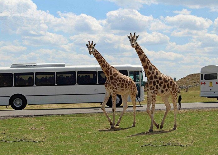 African Lion Safari Safari Tour Bus - African Lion Safari photo