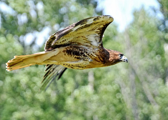 Eva Brook Donly Museum Visit Simcoe: 2024 Travel Guide for Simcoe, Hamilton | Expedia photo