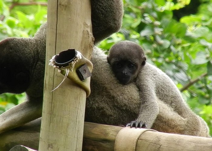 Zoo Baby wooly monkey and mum - Belo Horizonte zoo - ZooChat photo