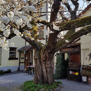 Ferienwohnung Zum-alten-Kirschbaum Limburg an der Lahn Exterior photo